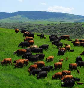 herdGrazing